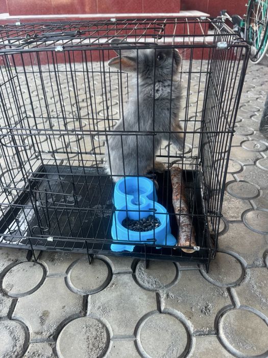 Продам декоративного кролика