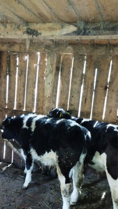 Vand vaca cu 2 vitei