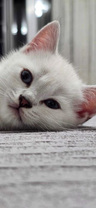 Британский котёнок