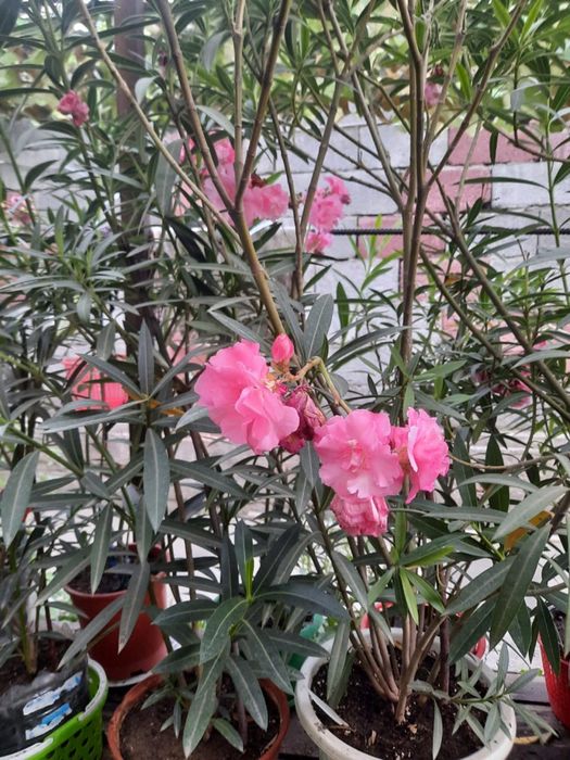 Комнатные растения