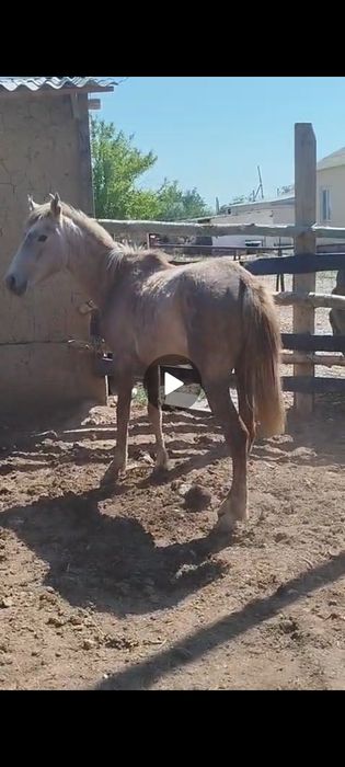 Срочно байталдар сатылады