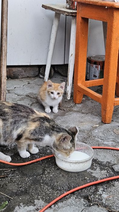 Котята бесплатно..