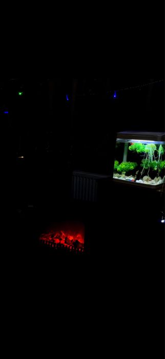 Продается рыба,аквариум,многа Camaro  коллекция автомобилей Porshe