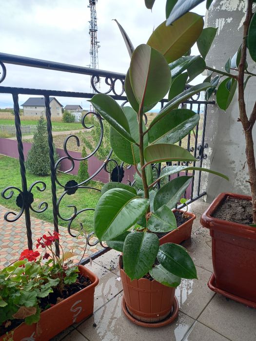 Plantă de ficus.sănătoasă și viguroasă..