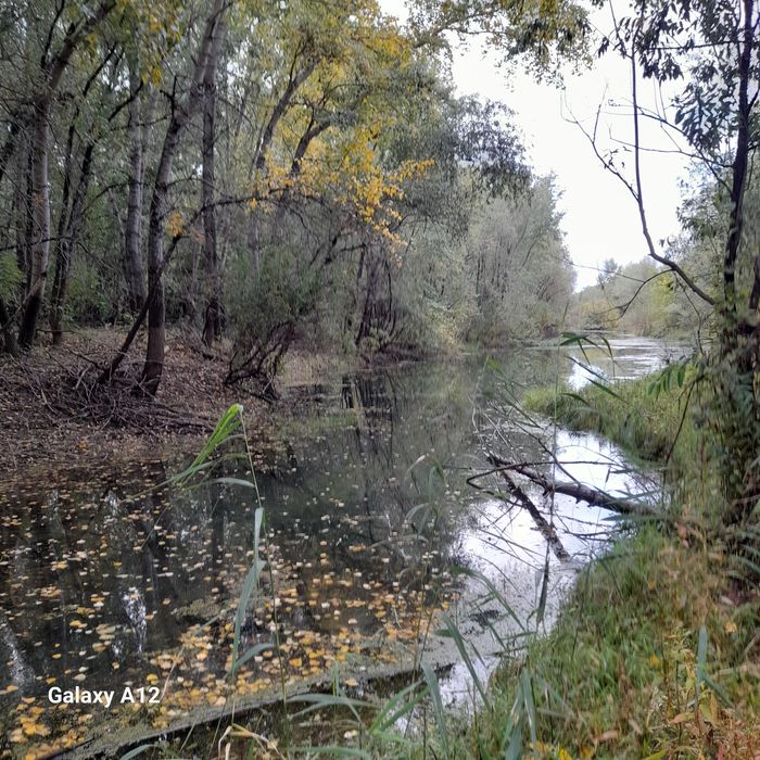 Грузди   соленые