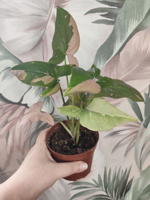 Сортовые сингониумы