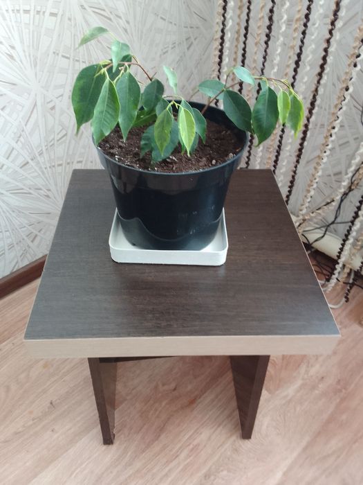 Фикус Бенджамина 4000 тенге