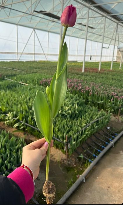 Тюльпаны к 8 марта |ОПТОМ от 360