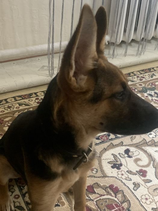 щенок немецкой овчарик