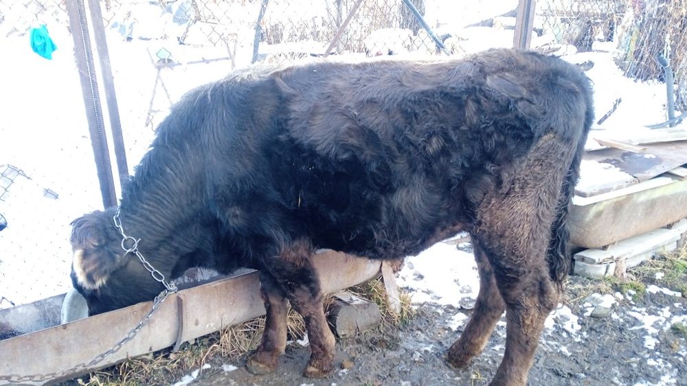 Продается бычок.