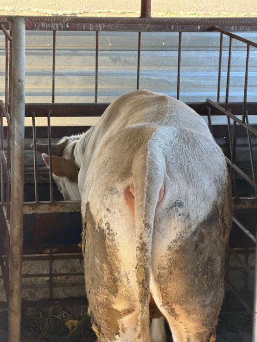 Продам быков откормленых