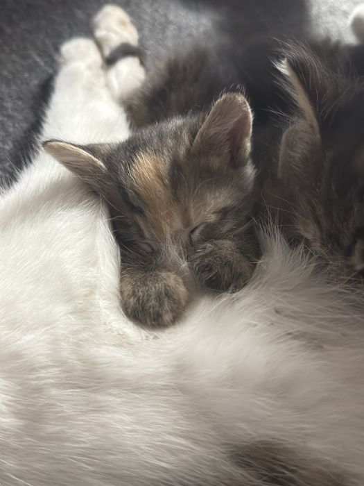 Отдам домашних котят даром