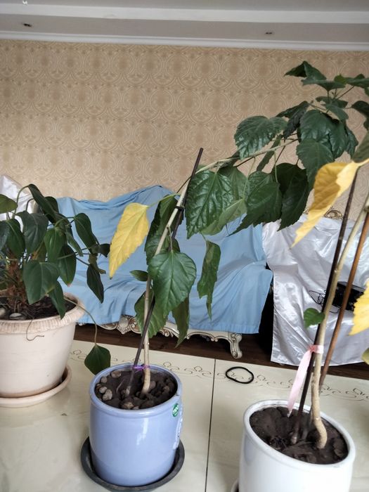 Цветы комнатные разные