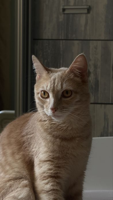 Отдам кота в добрые руки