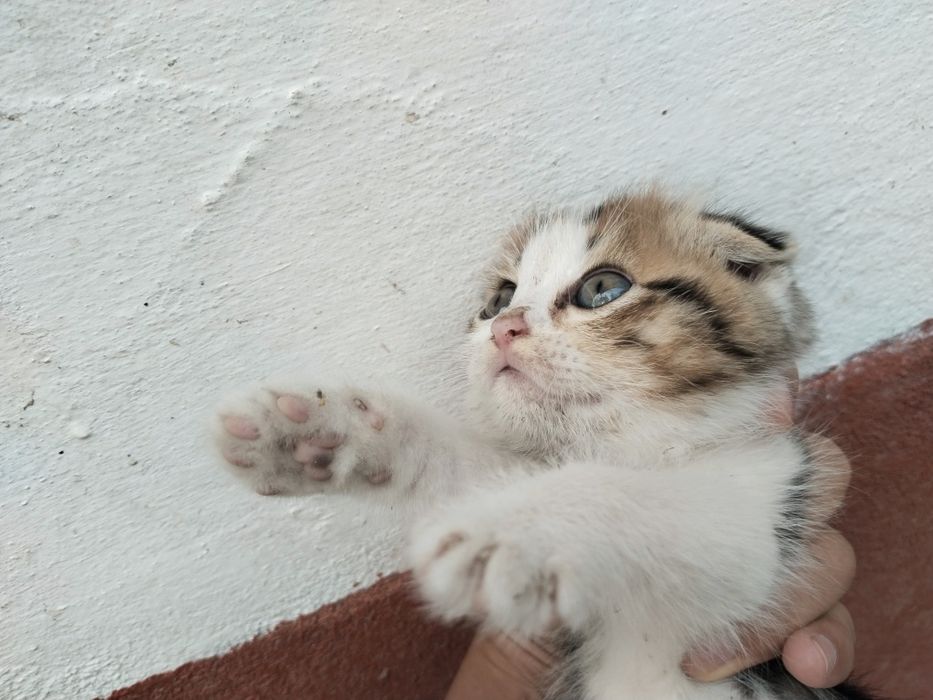 Sotiladi 1 yarim oylik qiz 250 ming