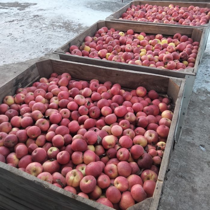 Vând mere idared in cantități mari