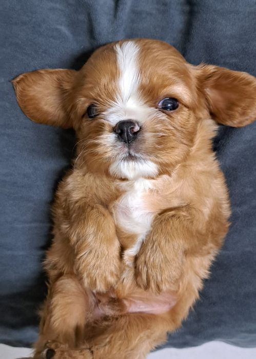 Кавалер кинг чарльз спаниель