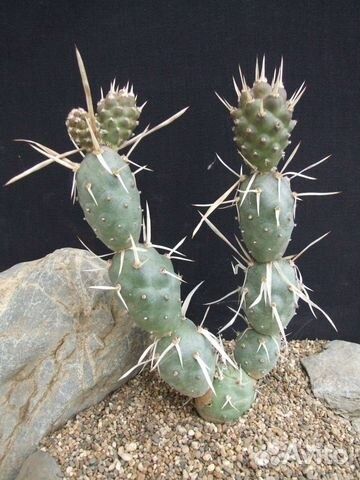 Необычный кактус с бумажной колючкой