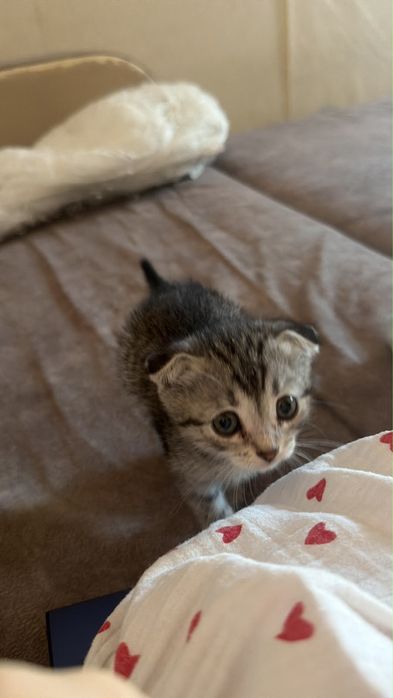 Кошка вислоухиее.