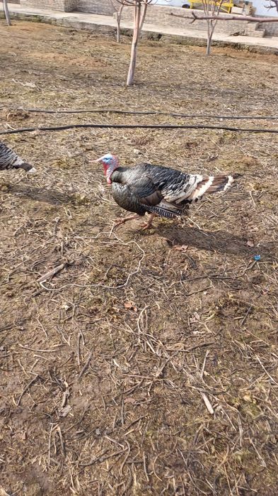 Индюк 2жас семиз