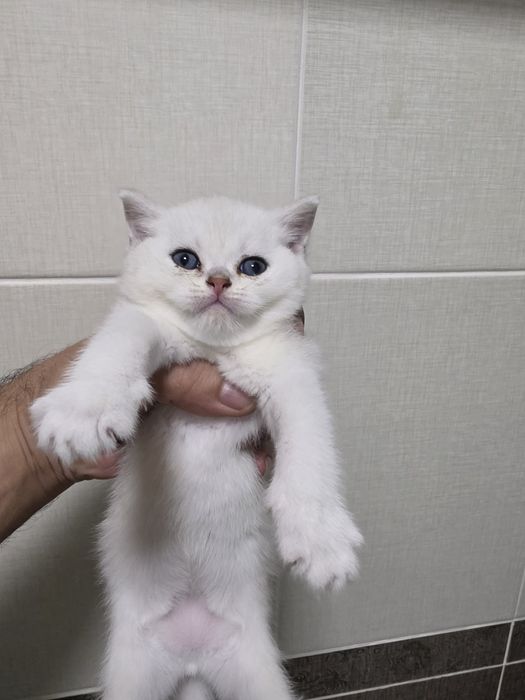 Британские короткошерстная золотая шиншила