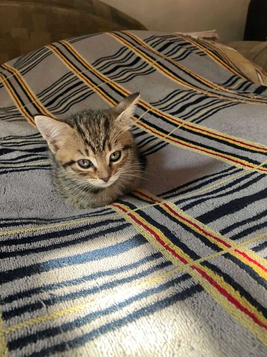 Отдам котят в добрые руки