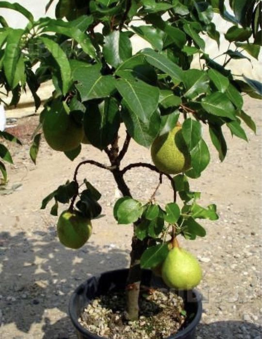 Pom pitici la ghiveci