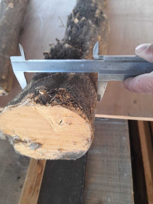 Дърво чемшир два метра дължина