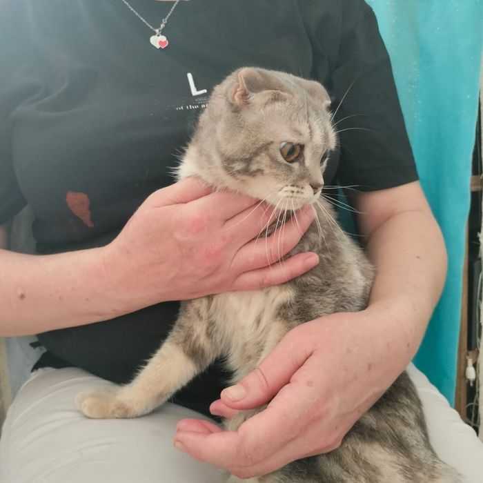 Шотландская вислоухая кошка