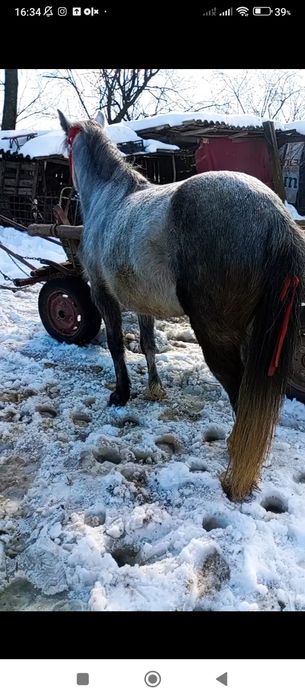 Vând sau schimb poneița