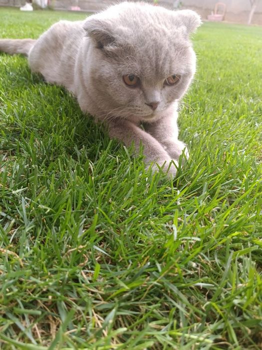 Kelishamiz. Skottish Fold