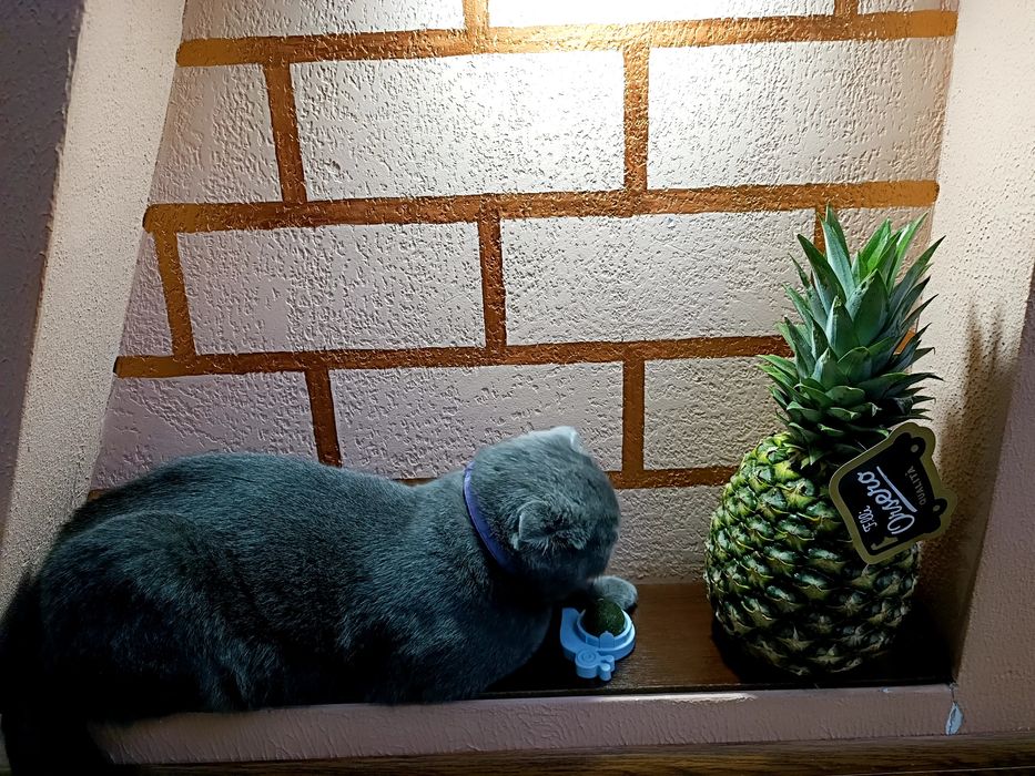 Britanskiy mushuk sotiladi