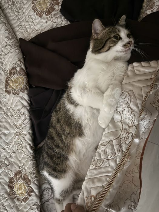 Отдам даром кота