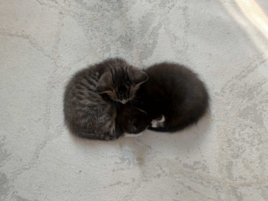 Черный котенок в добрые руки