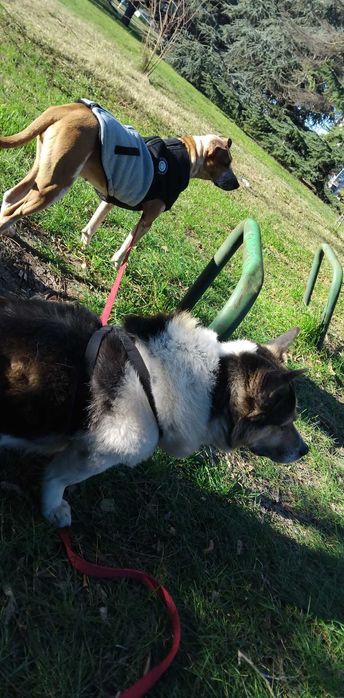 Разхождане на кучета