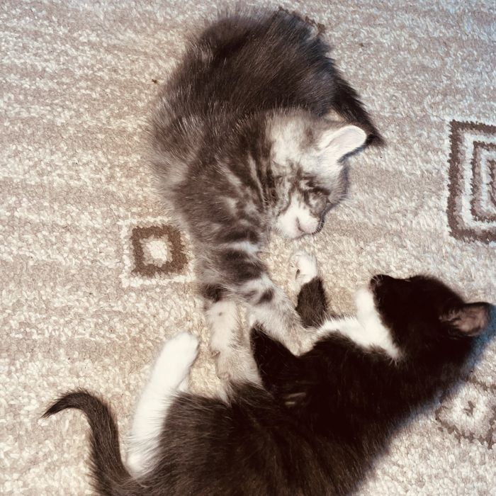 котята беспоатно!