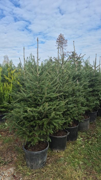 Thuia leilandi  prunus