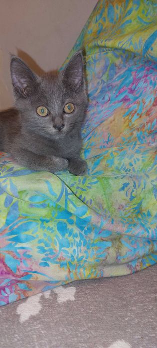 Отдам котёнка в добрые руки