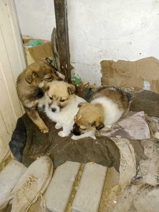 Маленькие звонки в добрые руки