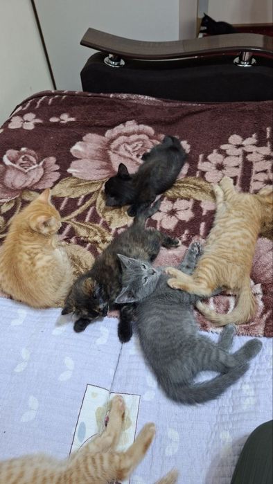 Котята ищут дом!