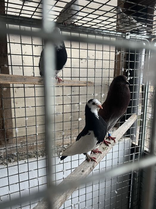 Disponibili porumbei jucatori