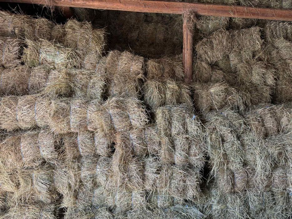 Baloti de fan de vanzare