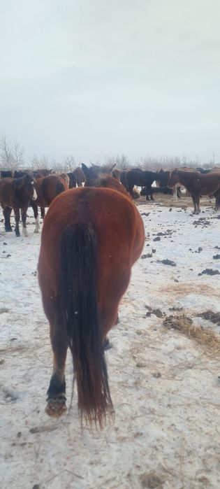 Продам лошадь ( кобыла)