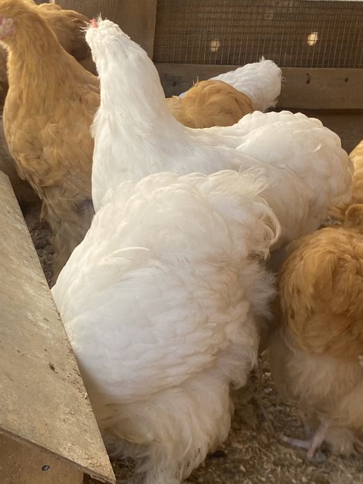 Продам цыплят подрошеных кохинхин
