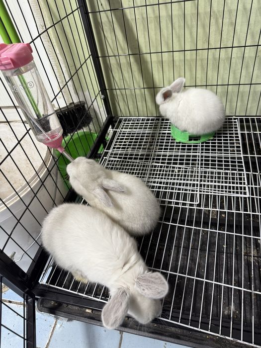 Декаративный кролики