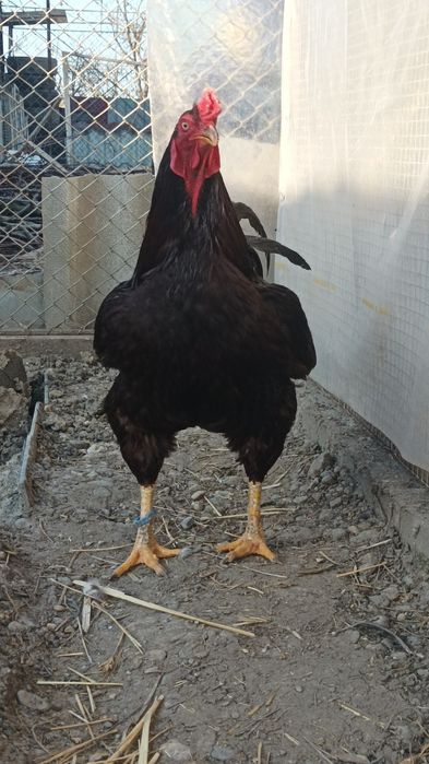 Mascul hybrid Rhode Island cu Combatant Indian