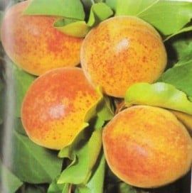 Pomi Fructiferi Străvechi Glia Strămoșească (Soiuri de CAIS)