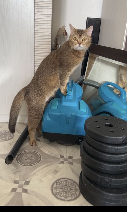 Продам котят уральск