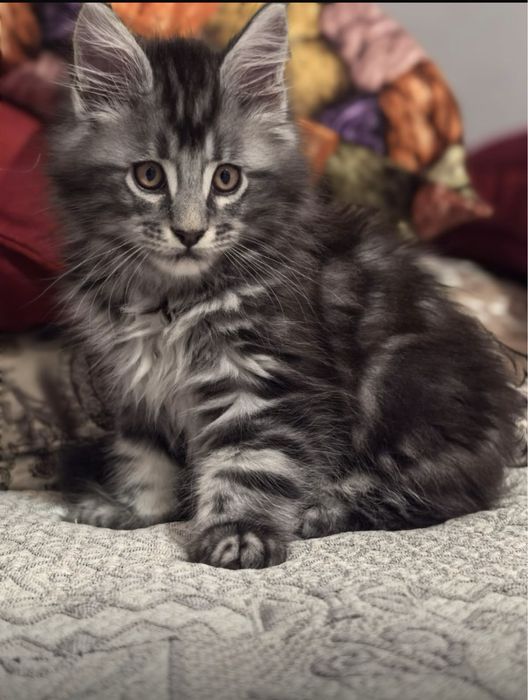 Мейн- кун котята с документами