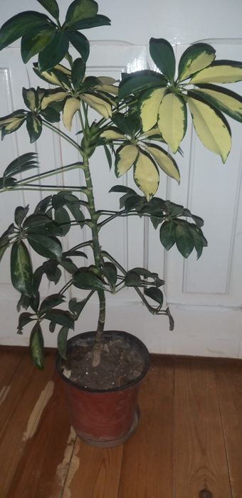 Продам комнатные цветы